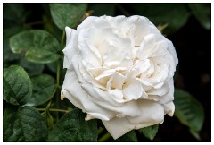 Northumberland  68  Rose - The Alnwick Gardens