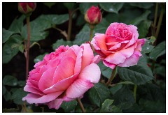 Northumberland  69  Roses - The Alnwick Gardens
