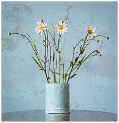 Northumberland  73  Wild Flowers taken using focus stacking
