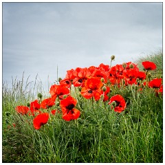 Northumberland  74  Walking along the Dunes Beadnell Beach