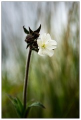 Northumberland  75  Walking along the Dunes Beadnell Beach