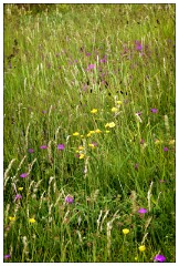 Northumberland  76  Walking along the Dunes Beadnell Beach