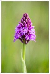 Northumberland  77  Wild Orchid - The Golf Course Dunstanburgh