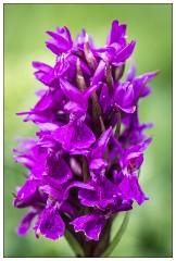 Northumberland  78  Wild Orchid - The Golf Course Dunstanburgh