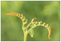 Northumberland  79  New Fern - The Golf Course Dunstanburgh