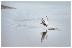 Northumberland  80  Artic Turn - Beadnell Beach