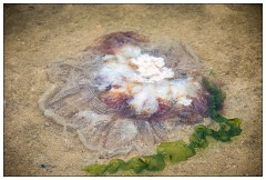 Northumberland  81  Jelly Fish - Beadnell Beach