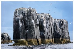 Northumberland  15  Birds living on the Rock Face