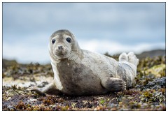 Northumberland  16  Seal