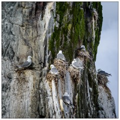 Northumberland  19  Birds Nesting