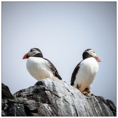 Northumberland  20  Puffin