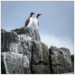 Northumberland  21  Guillimot