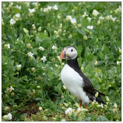 Northumberland  22  Puffin