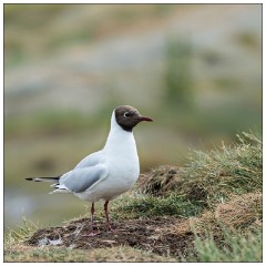 Northumberland  23  Black Headed Gull