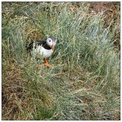 Northumberland  24  Puffin