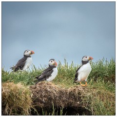 Northumberland  25  Puffins