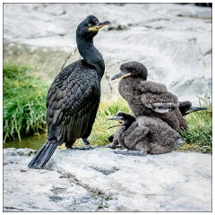 Northumberland  26  Shags