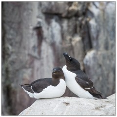 Northumberland  27  Razor Bills