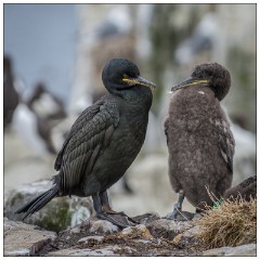 Northumberland  28  Shags