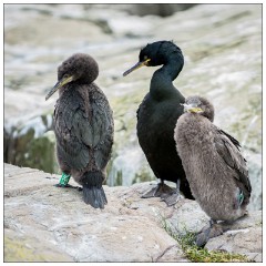 Northumberland  29  Shags