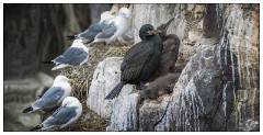 Northumberland  30  Birds Nesting on the Cliff Edge