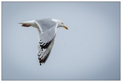 Northumberland  31  Artic Turn