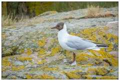 Northumberland  32  Black Headed Gull