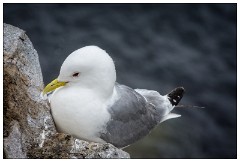 Northumberland  33  Kittywake