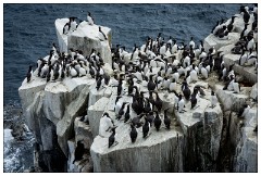 Northumberland  34  Guillimots