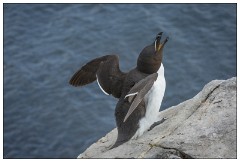 Northumberland  35  Razor Bill