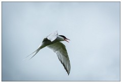 Northumberland  36  Artic Turn