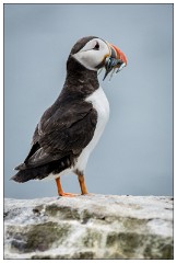 Northumberland  37  Puffin with Sand Eels