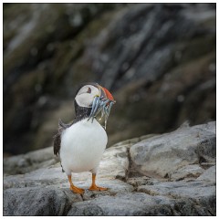 Northumberland  38  Puffin with Sand Eels