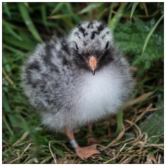 Northumberland  39  Baby Artic Turn