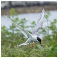 Northumberland  40  Artic Turn