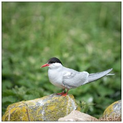 Northumberland  41  Artic Turn
