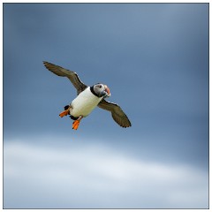 Northumberland  42  Flying Puffin with Sand Eels