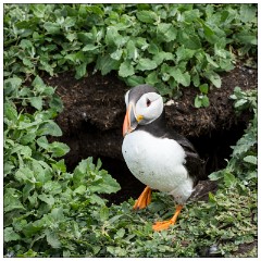 Northumberland  43  Puffin outside his Home