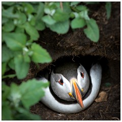 Northumberland  44  Puffin at Home
