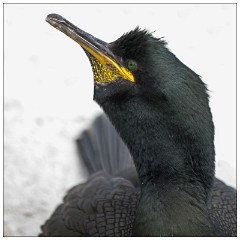 Northumberland  45  Portrait of a Shag