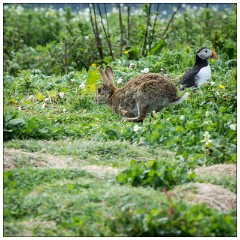 Northumberland  46  Rabbit