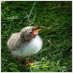 Northumberland  47  Baby Artic Turn