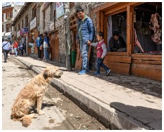 17 Leh and its Valley  Hopeful for the Scraps