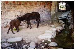 68 Leh and its Valley  Animals around the Old House with the Stream Running Through