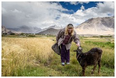 05 Leh to Nubra Dessert and Back  Me and a Goat