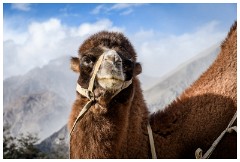 11 Leh to Nubra Dessert and Back  The Nubra Camel