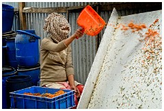 28 Leh to Nubra Dessert and Back  Sorting the Berries from the Leaves