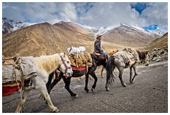 40 Leh to Nubra Dessert and Back  Man and his Mules
