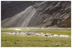 10 Leh to Tso Morini Lake and Back  Views along the Indus River