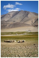 19 Leh to Tso Morini Lake and Back  Though only 160 km from Leh, one has to drive many hours on windy roads and travel over the Tangla La at an altitude of over 17, 000 feet to get to the Rupshu valley.